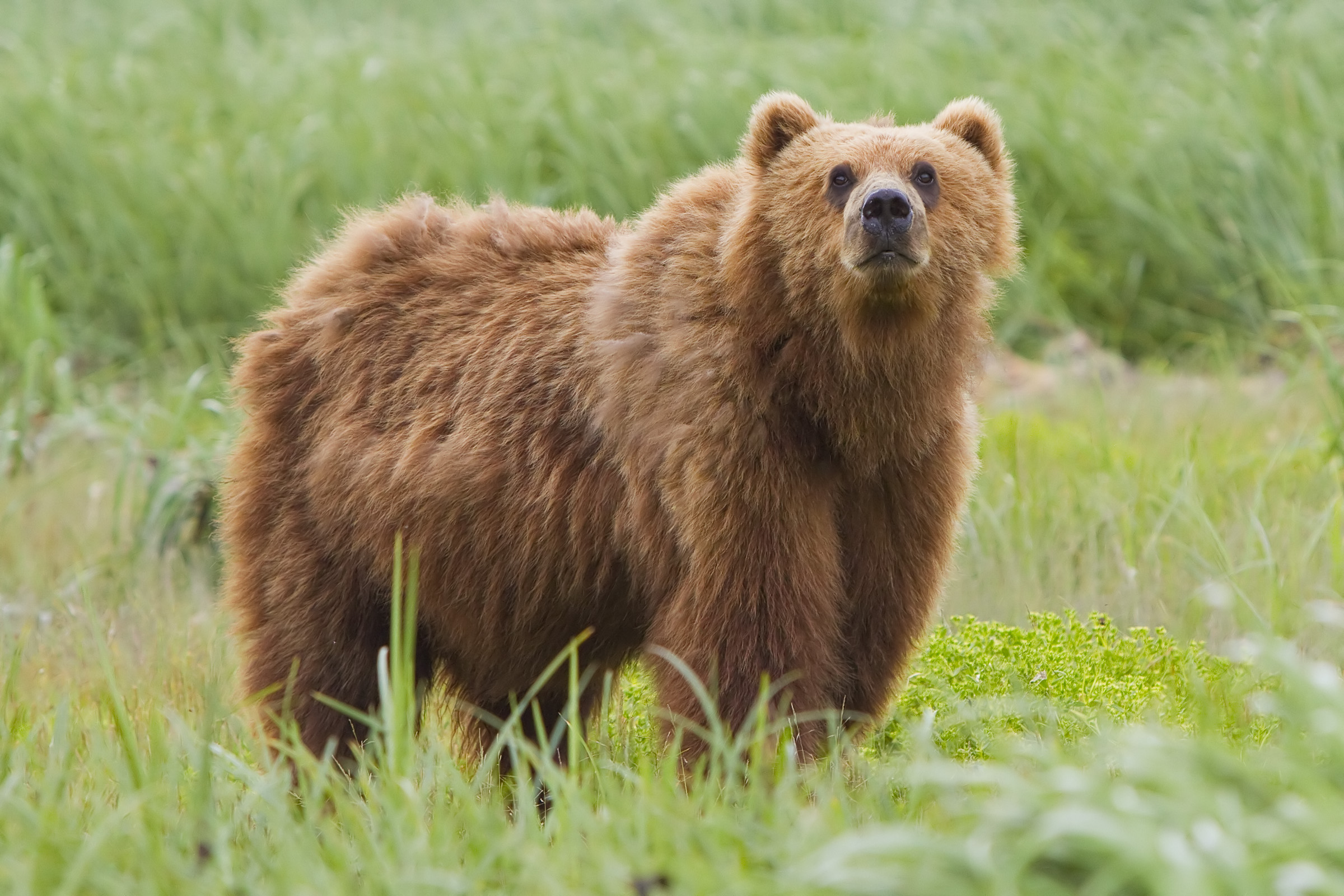 A bear that is a cutie pie